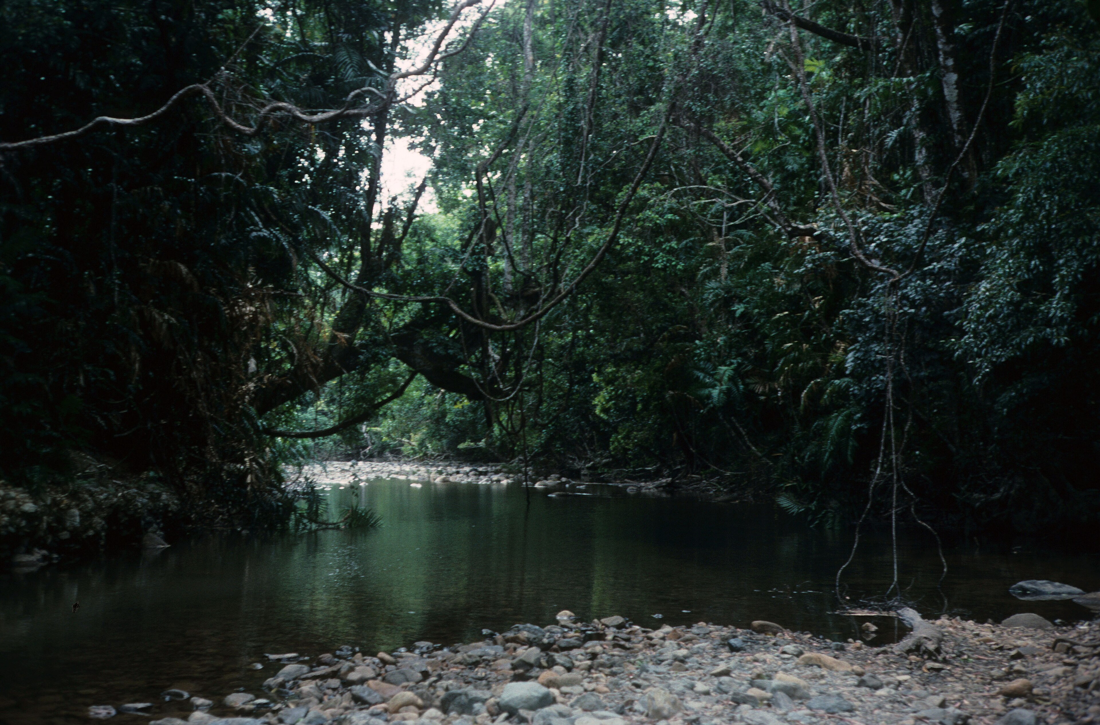 Australia jungle