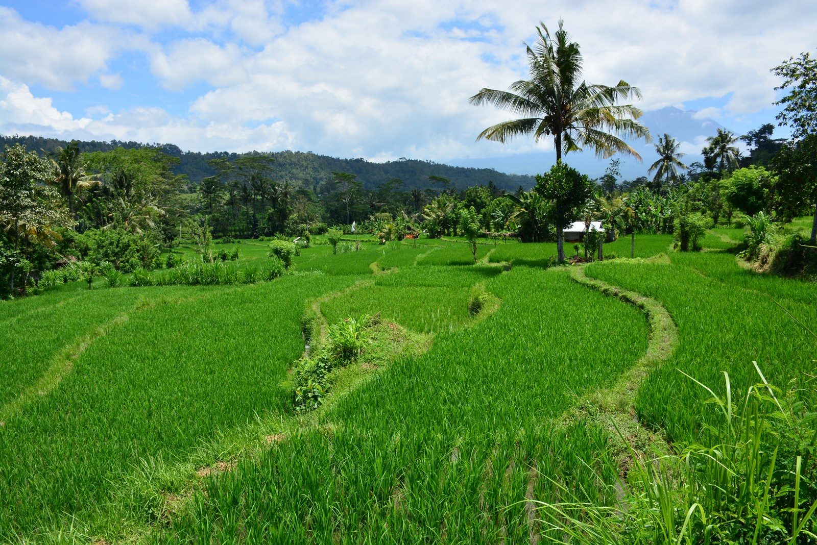 Jungle river gorge in the hills of Bali