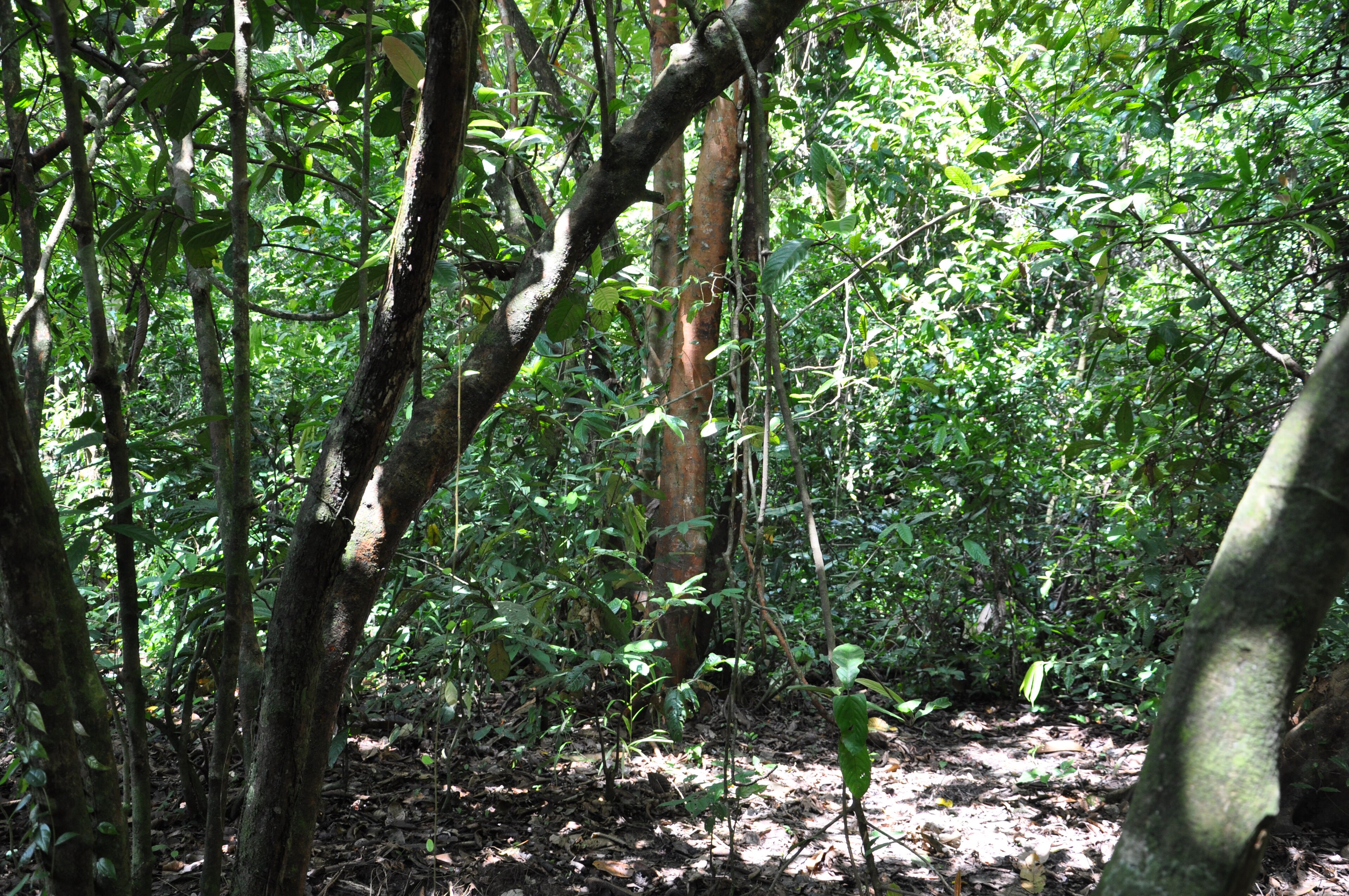 Borneo jungle