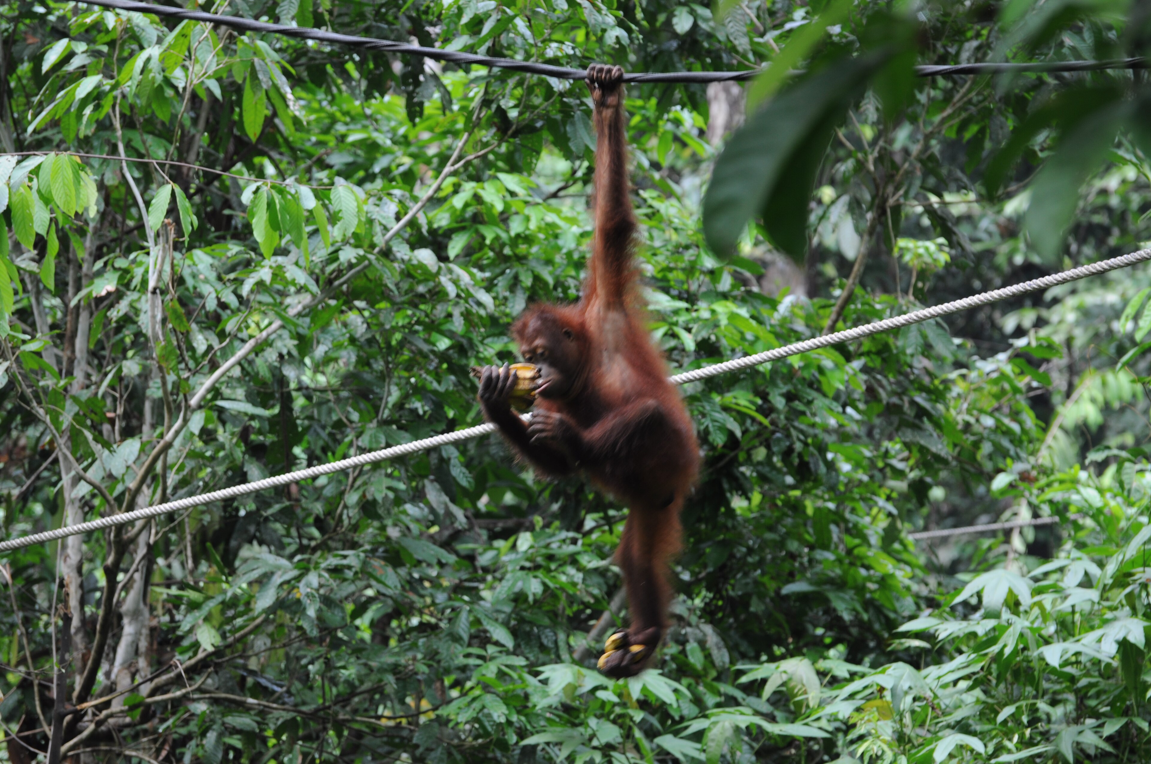 Danum Valley Conservation Area, Sabah, Malaysia