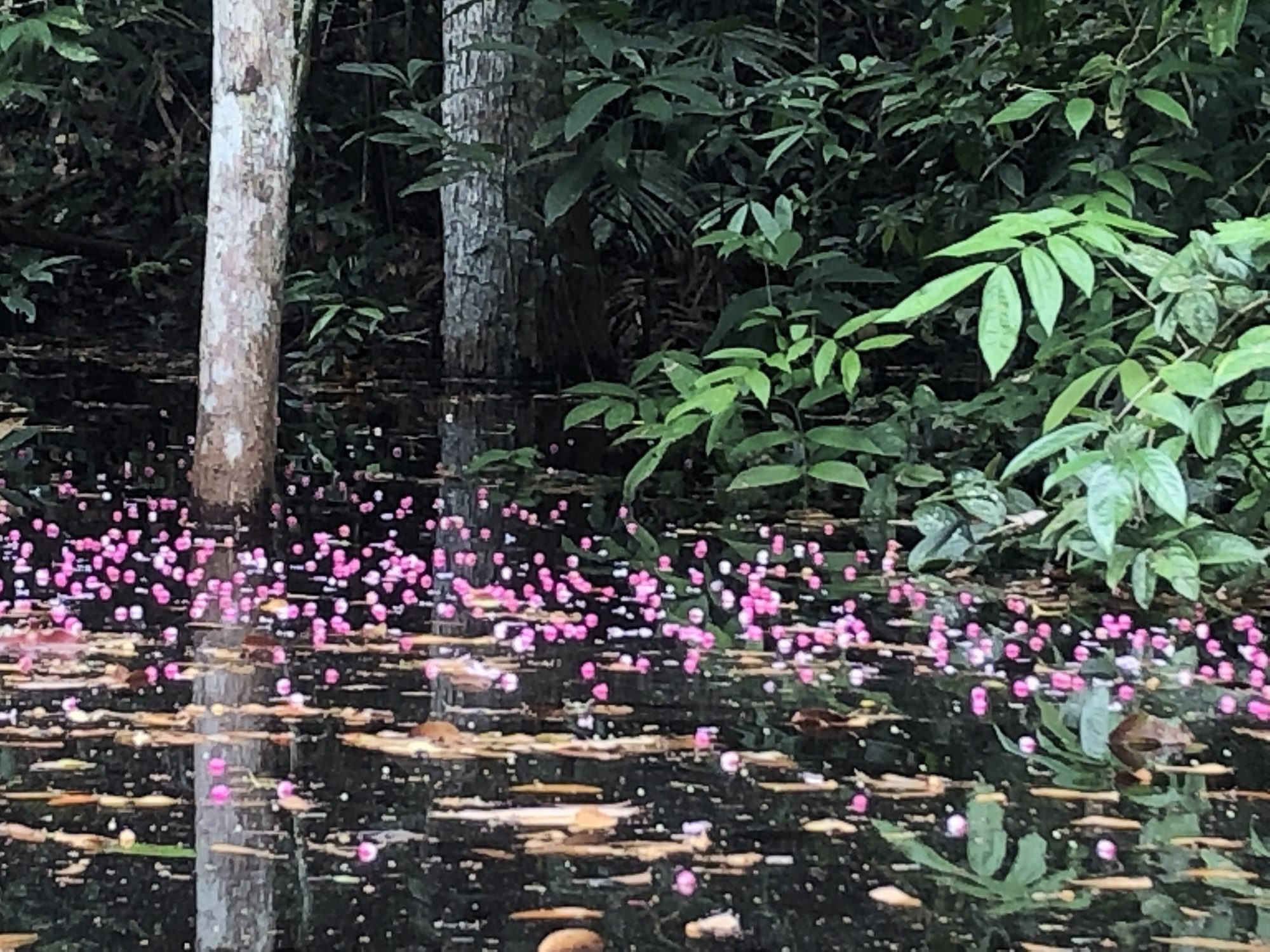 Brazil jungle
