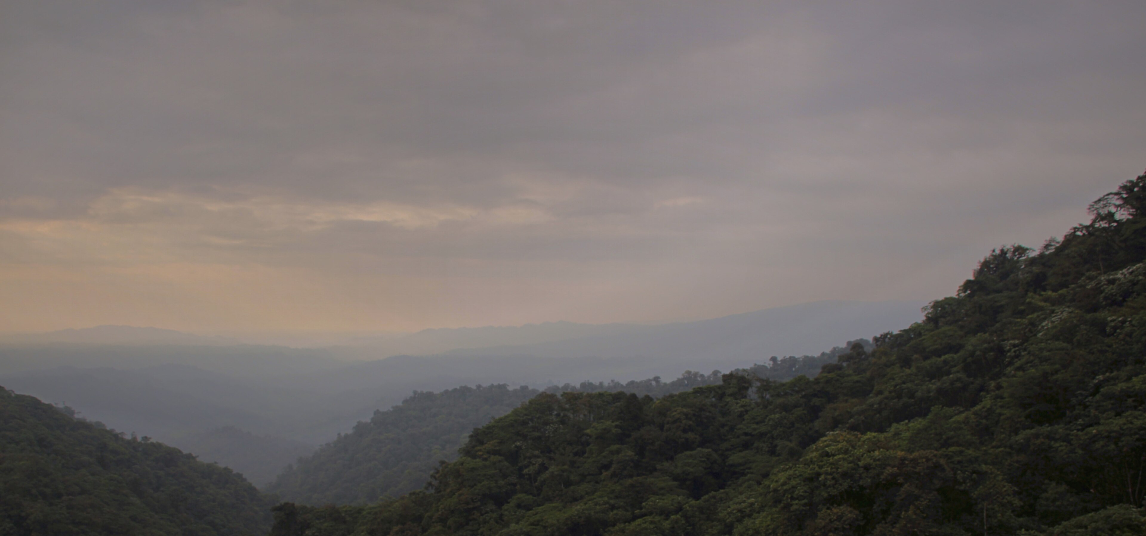 Ecuador jungle