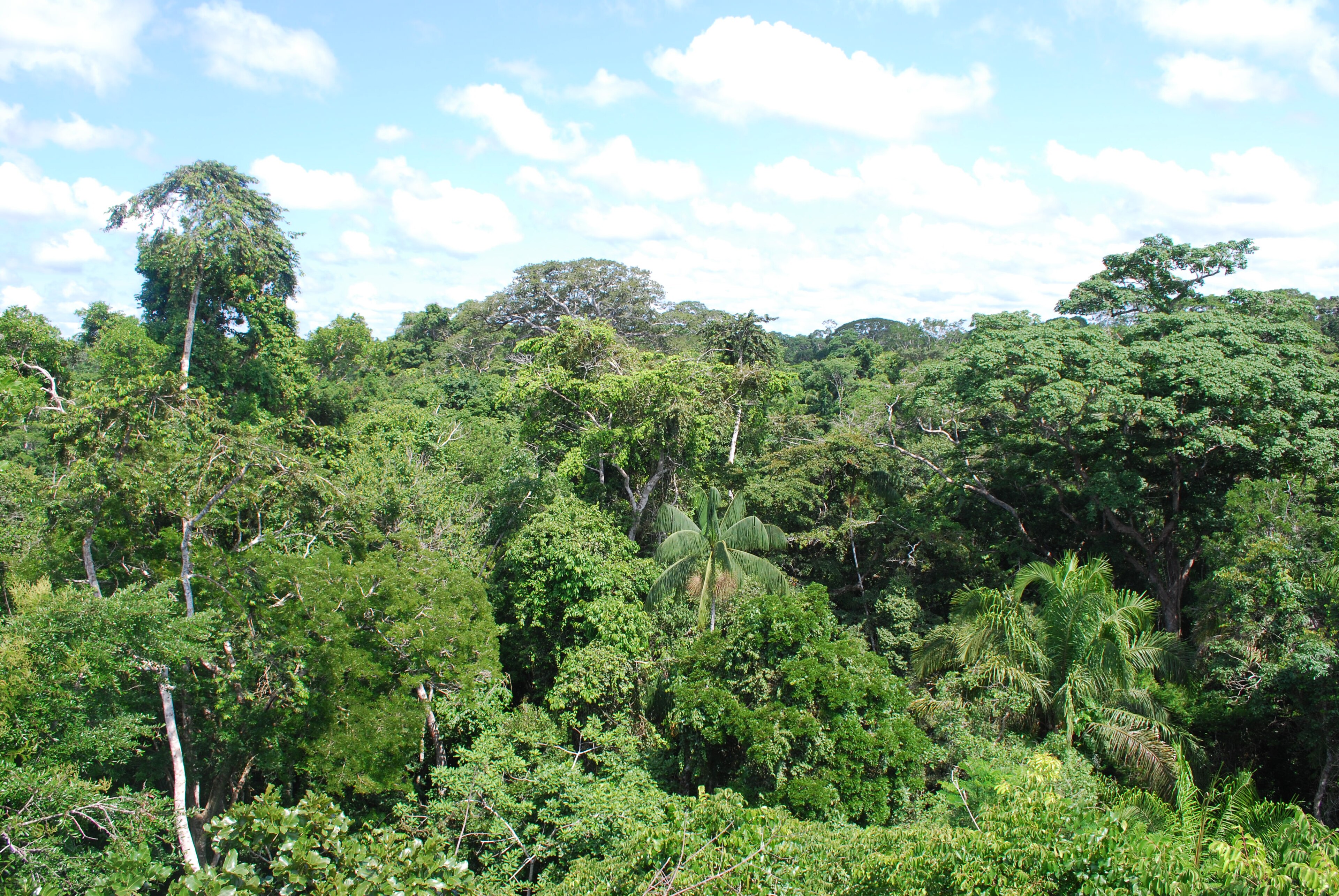 Peru jungle
