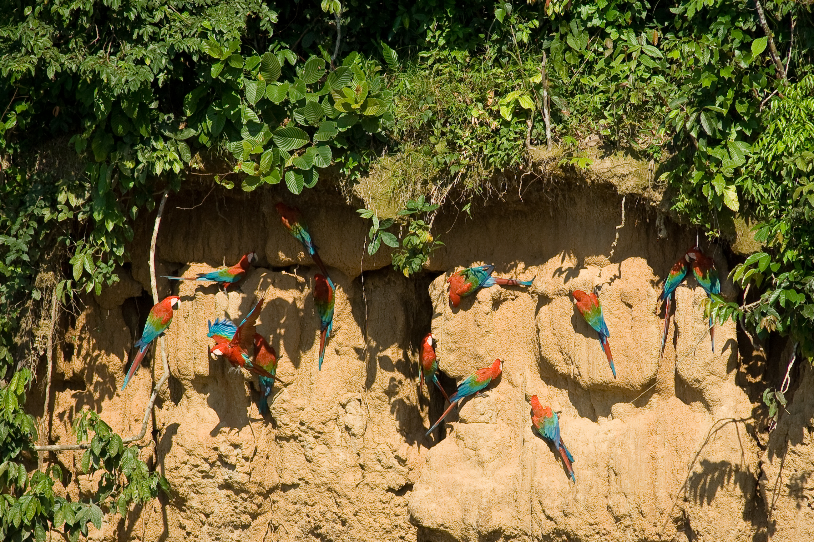 Peru jungle