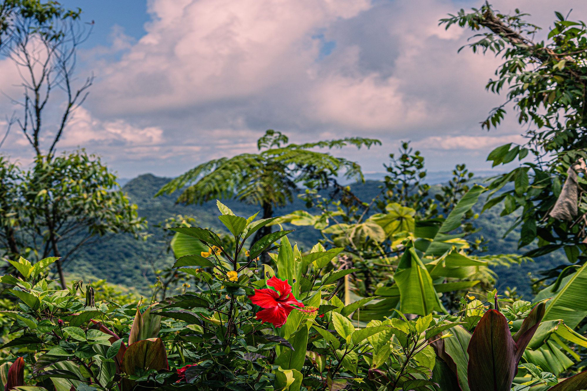 Puerto Rico jungle