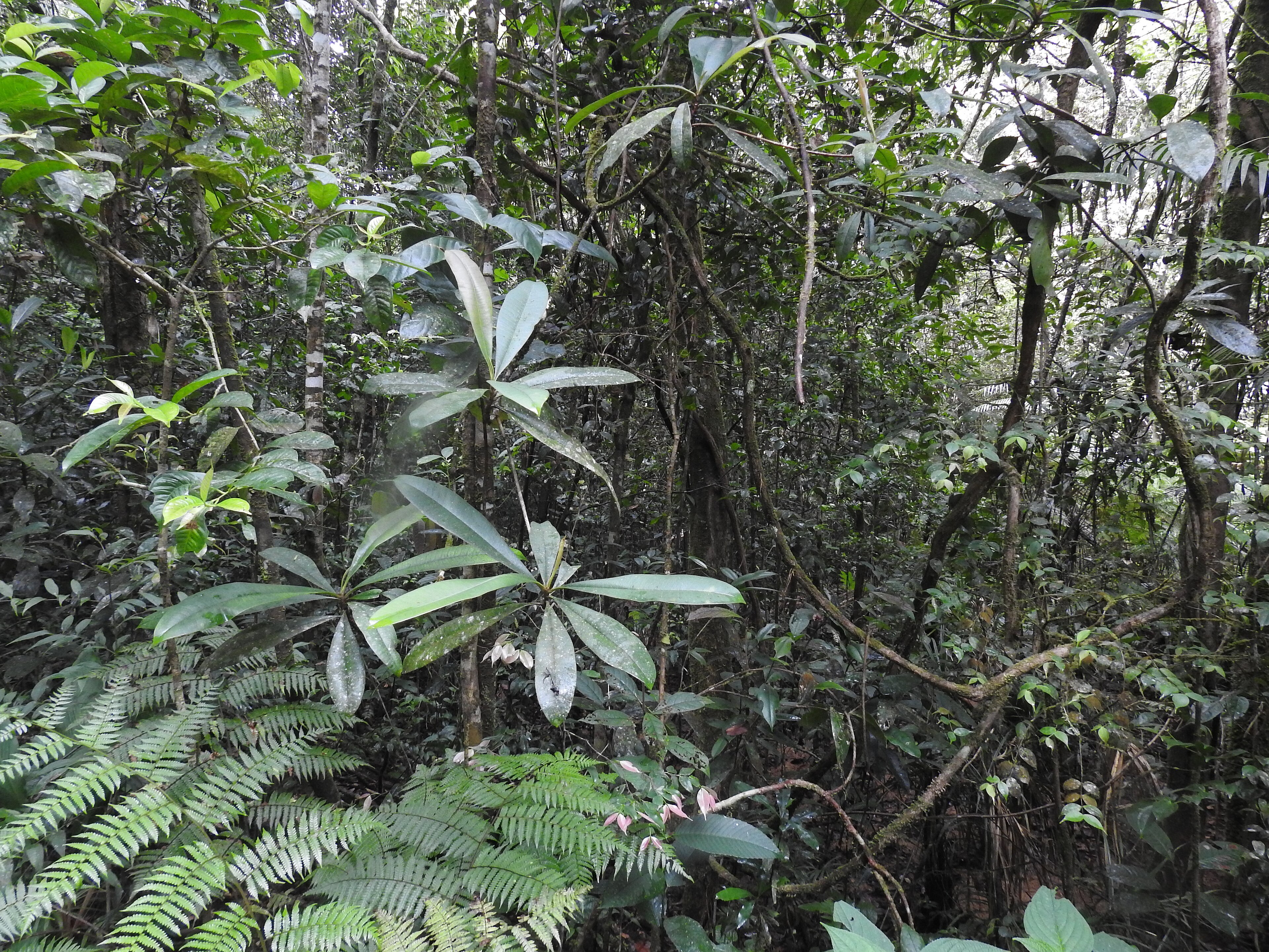 Sri Lanka jungle