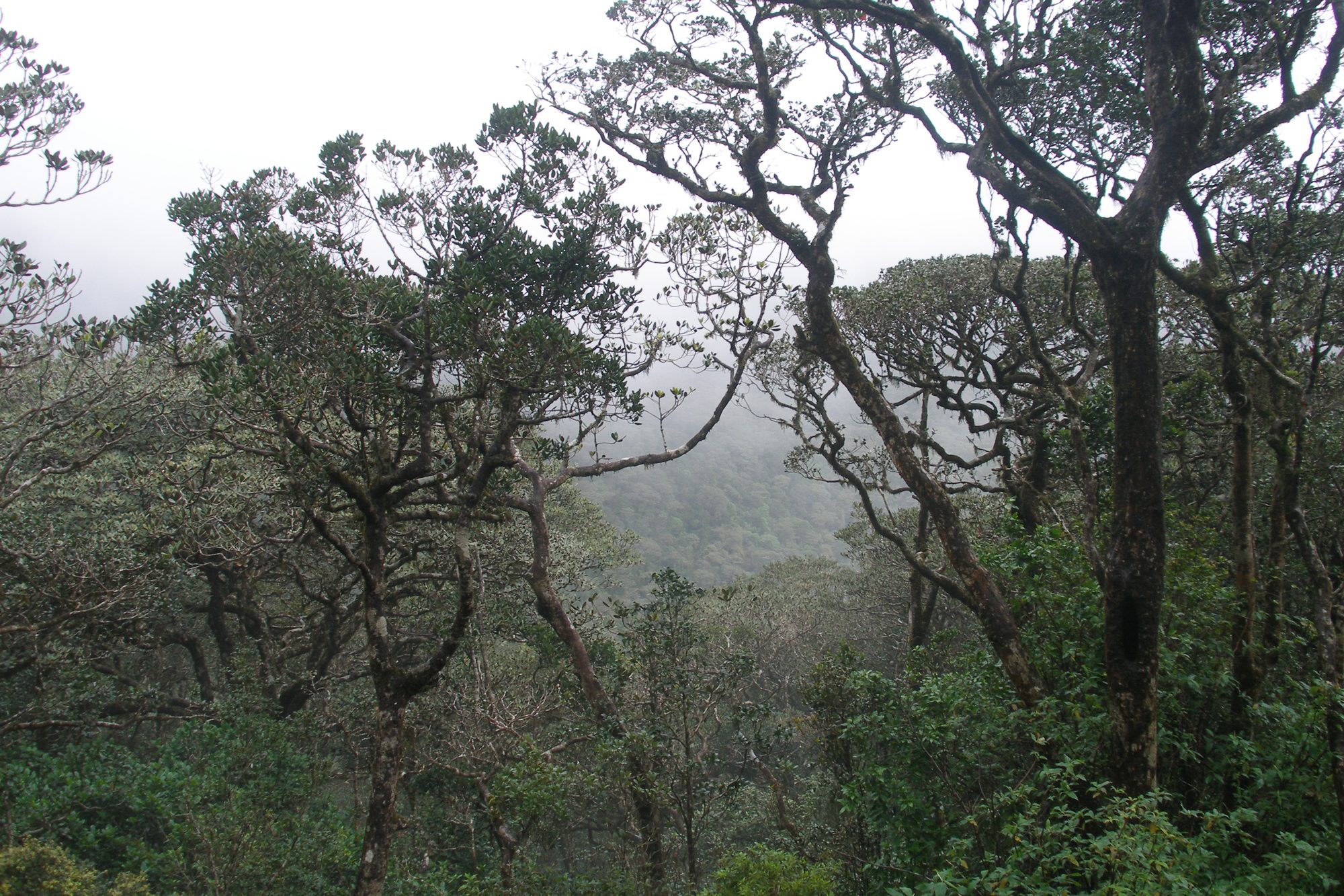 Jungle river seen from above