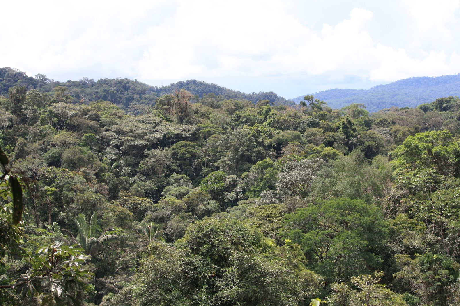 Dense green rainforest canopy stretching to the horizon in the Amazon basin