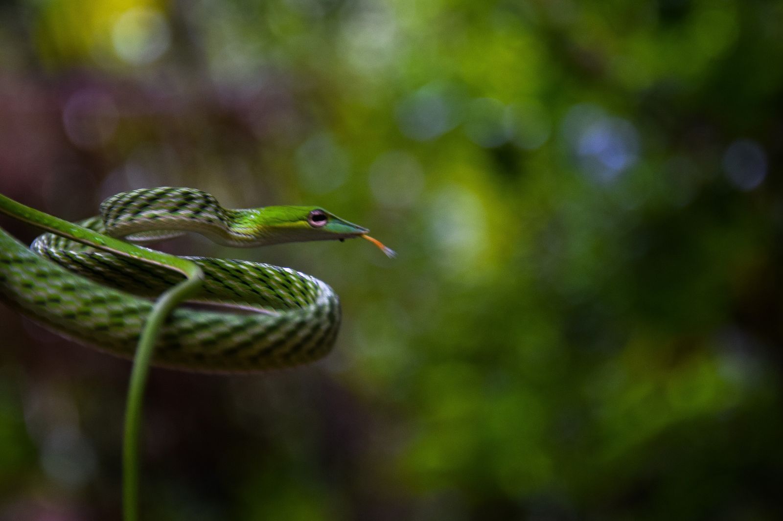 Dense green rainforest canopy at Sinharaja Forest Reserve, Sri Lanka