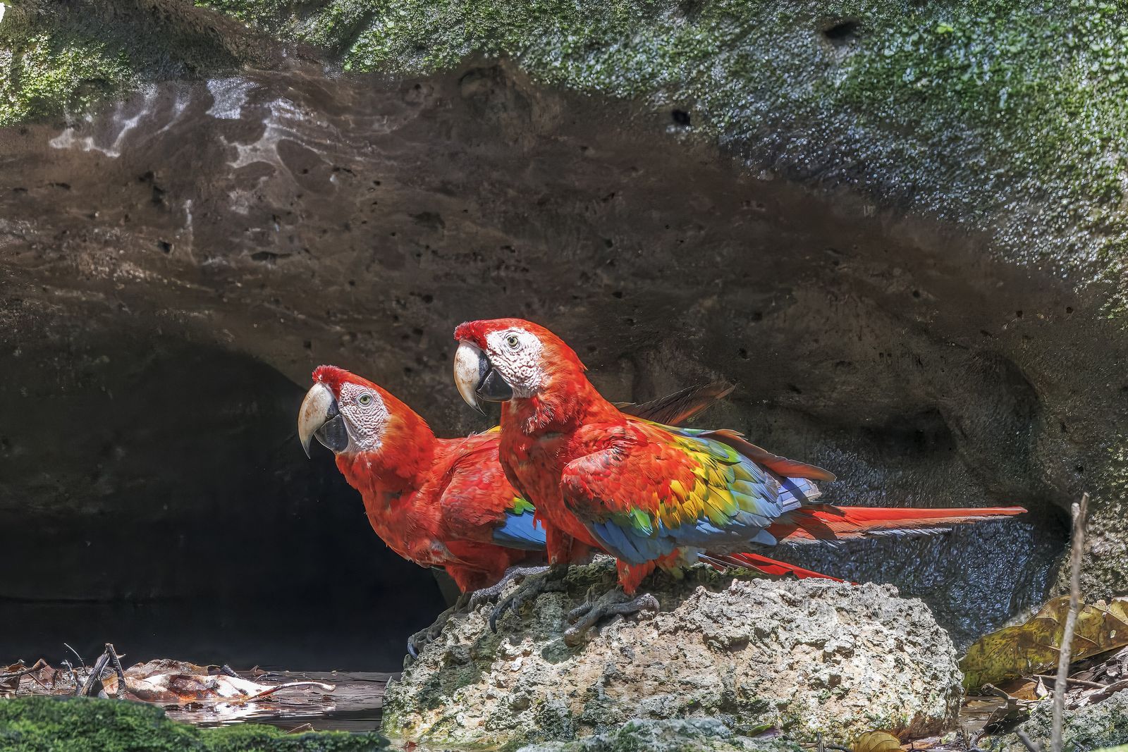 The Best Rainforest Stays for Birdwatching