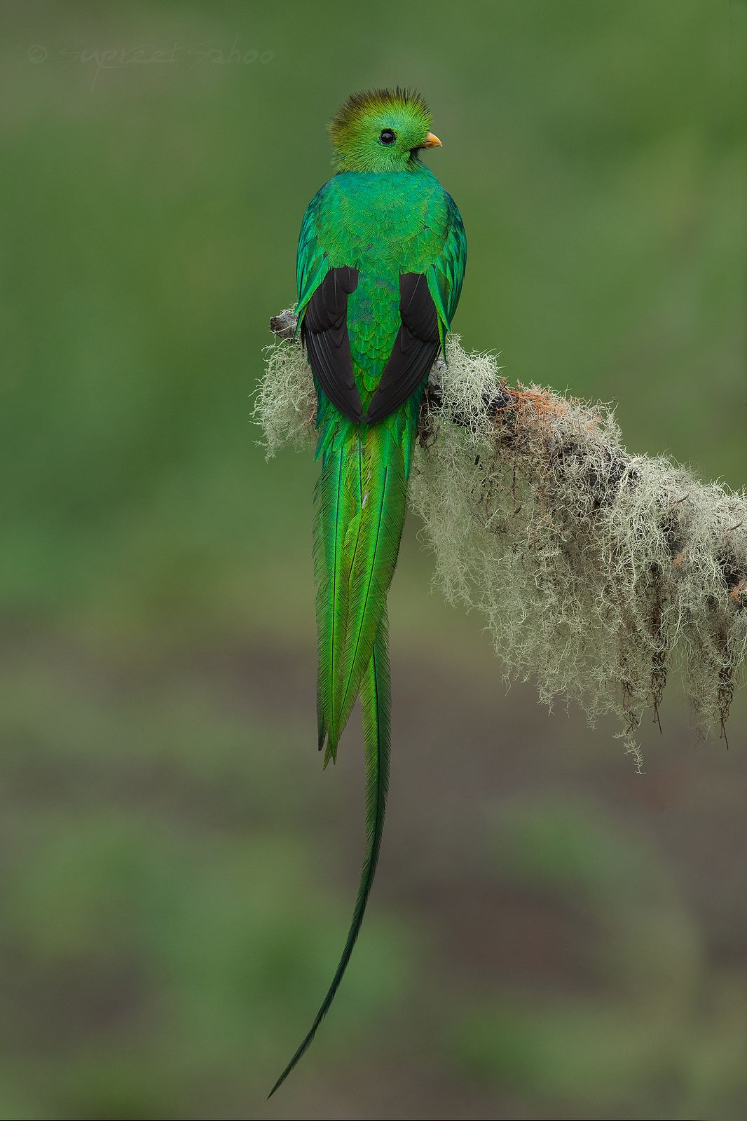 A resplendent quetzal with long green tail plumes perched on a mossy branch
