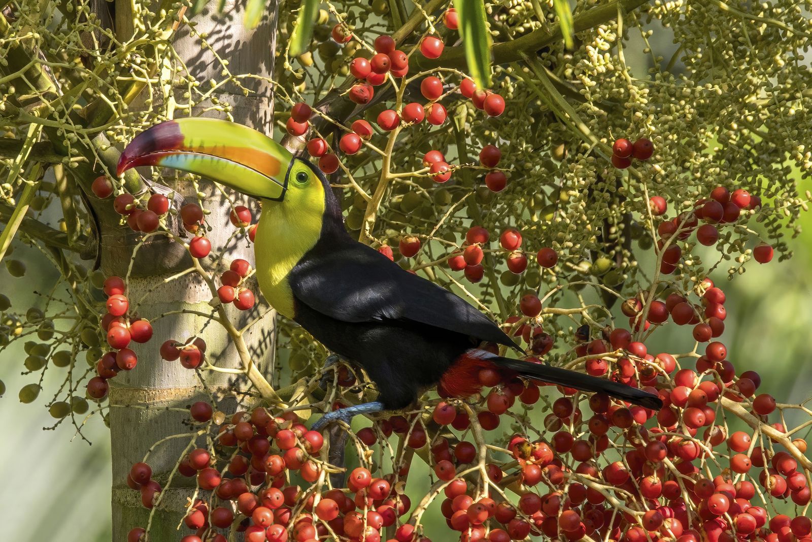 A keel-billed toucan with a rainbow-coloured bill perched among red palm fruit