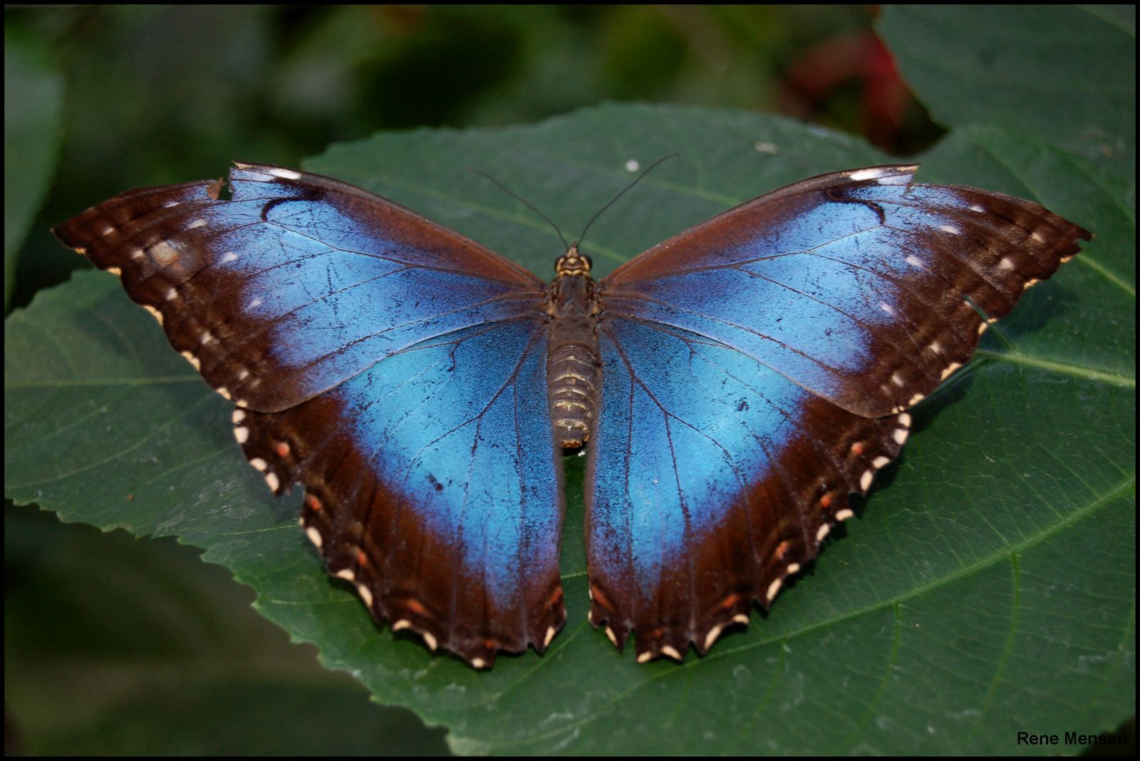 Butterflies of the Rainforest