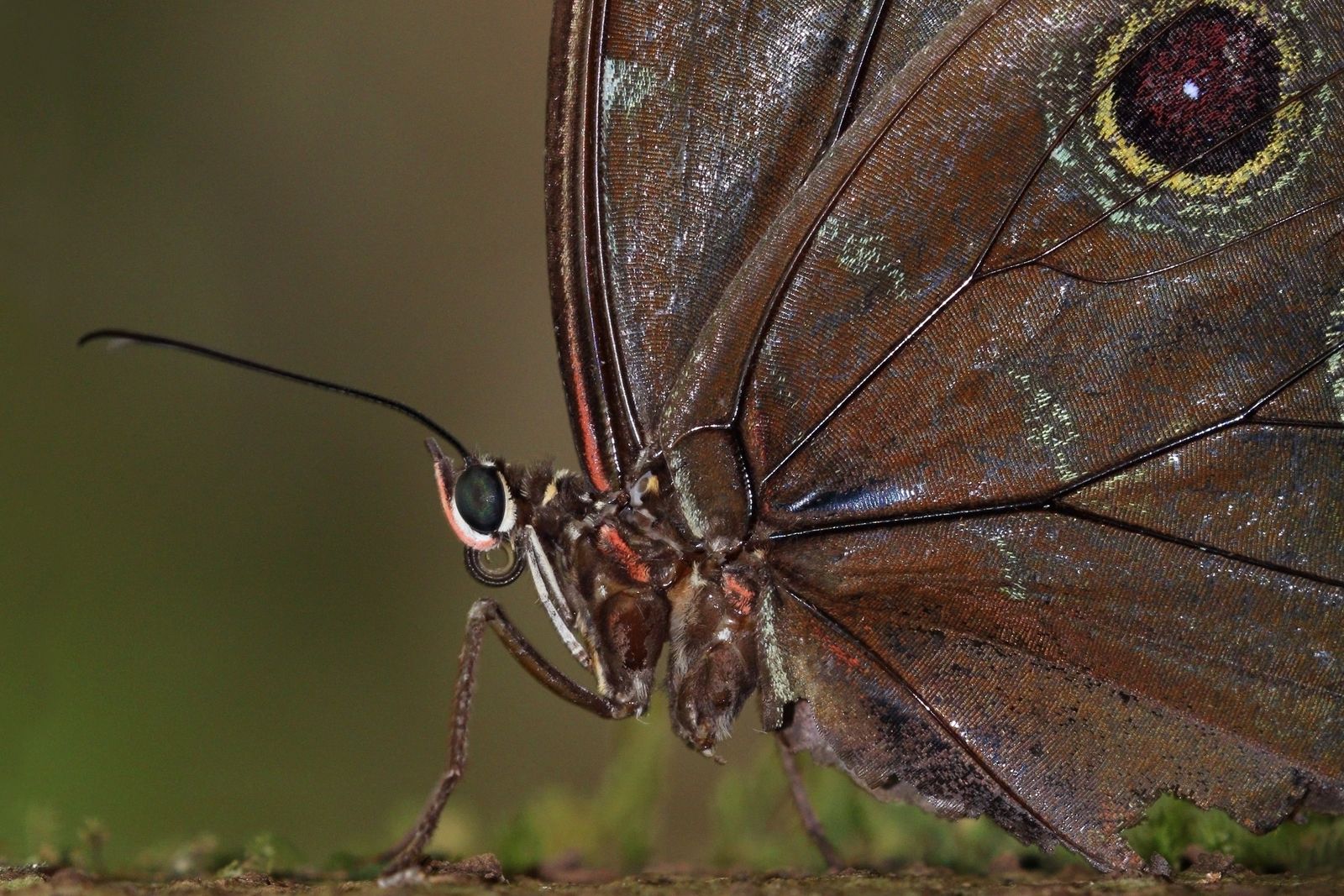 A blue morpho butterfly with wings closed, showing the mottled brown underside and a large eyespot