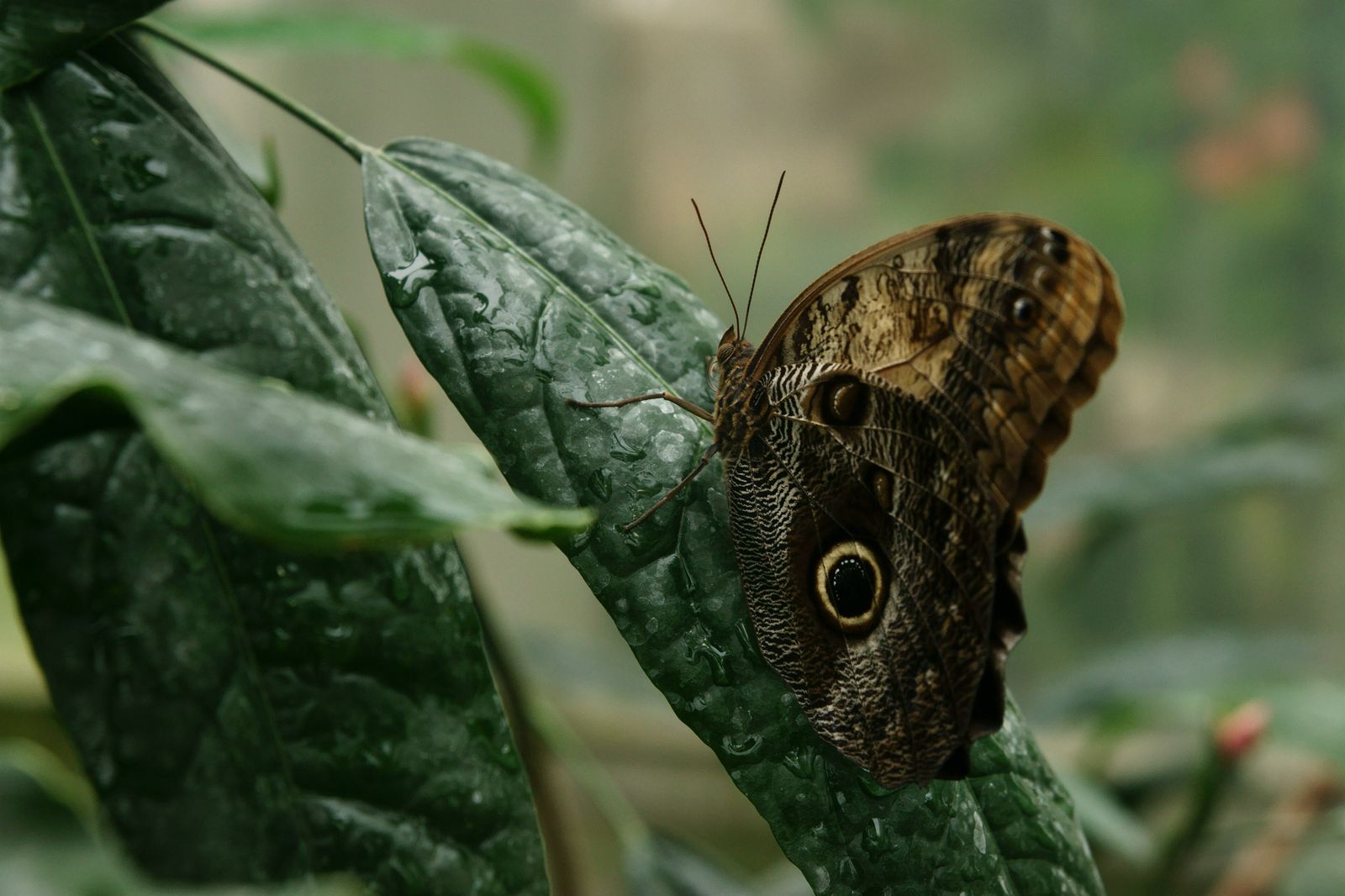 An owl butterfly resting on a leaf, showing the huge owl-like eyespot on its underwing