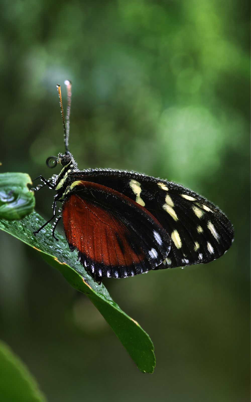 A Heliconius longwing butterfly with black wings marked in orange and cream, perched on a leaf