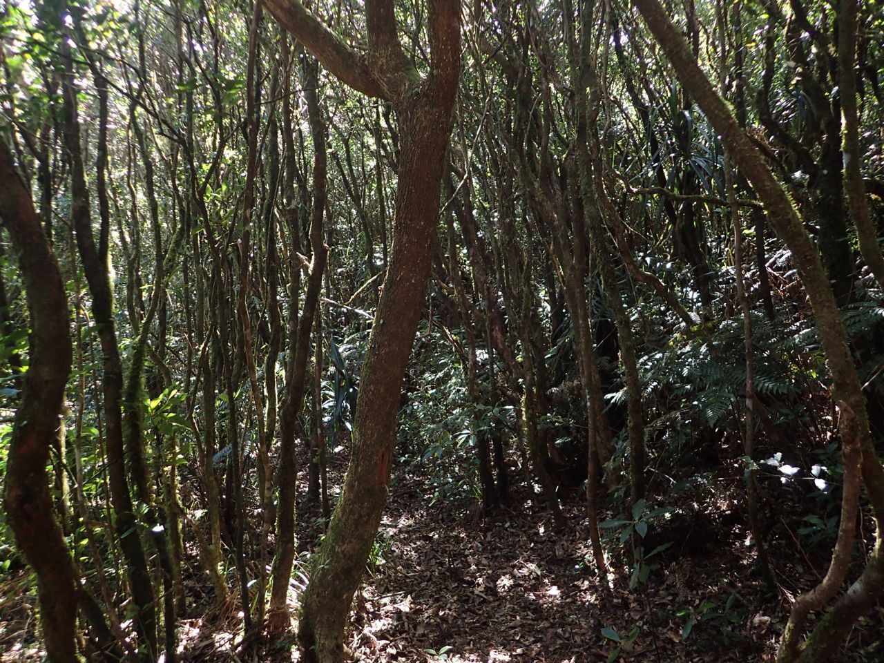 Moss and epiphytes coating tree trunks and branches in a tropical cloud forest