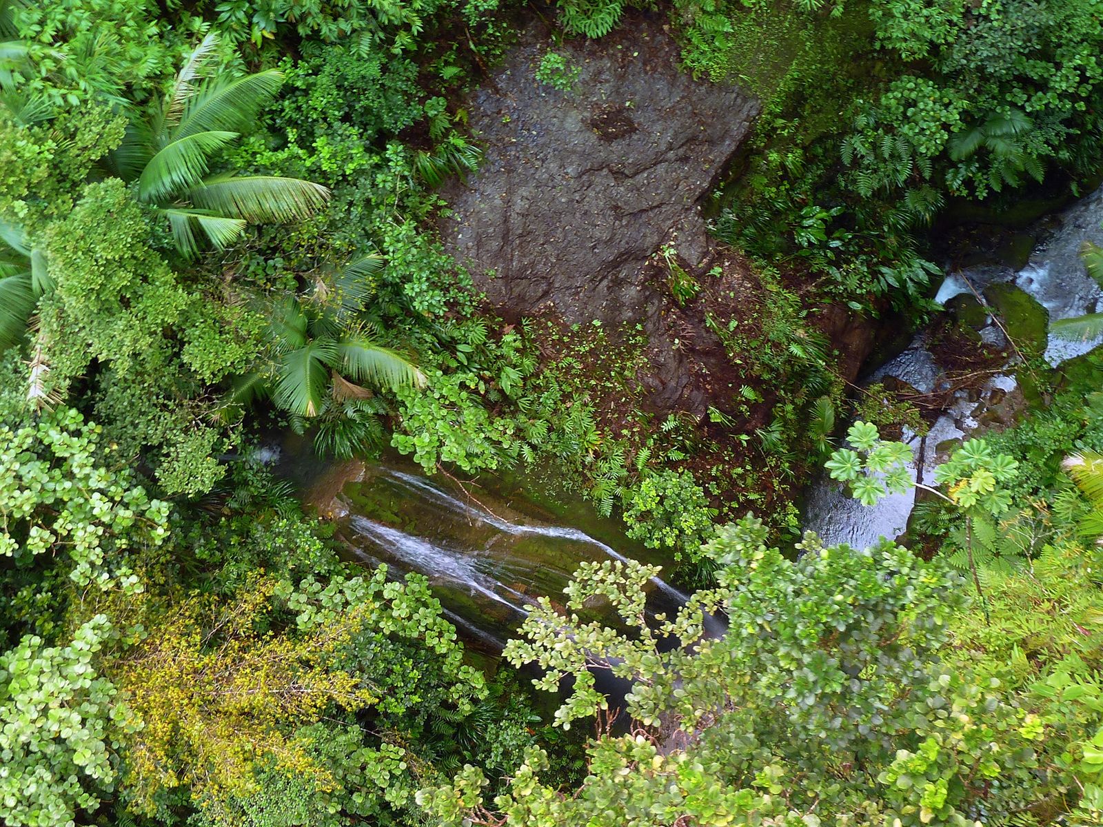 Dominica: The Nature Island Guide
