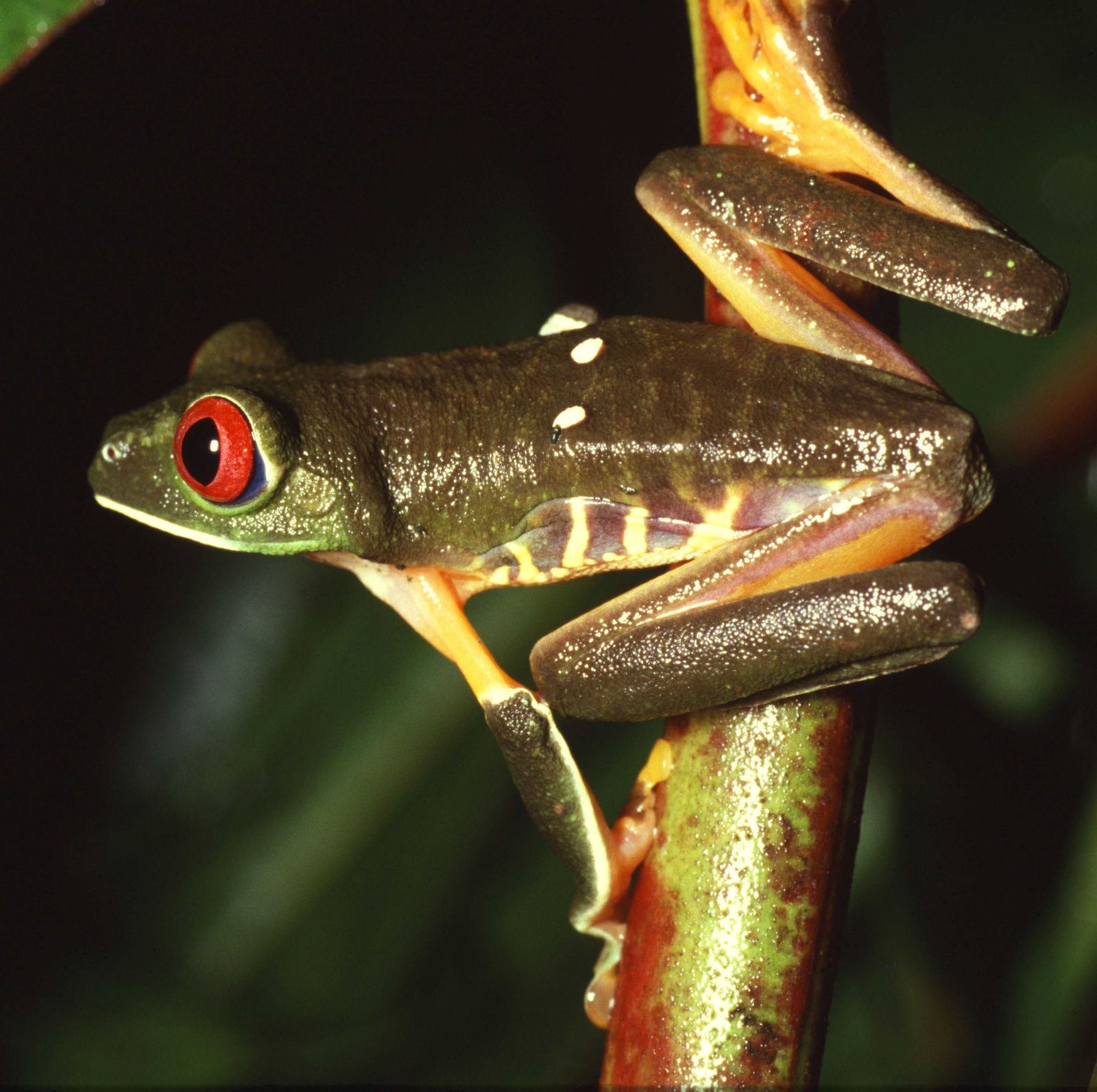 Frogs of the Rainforest