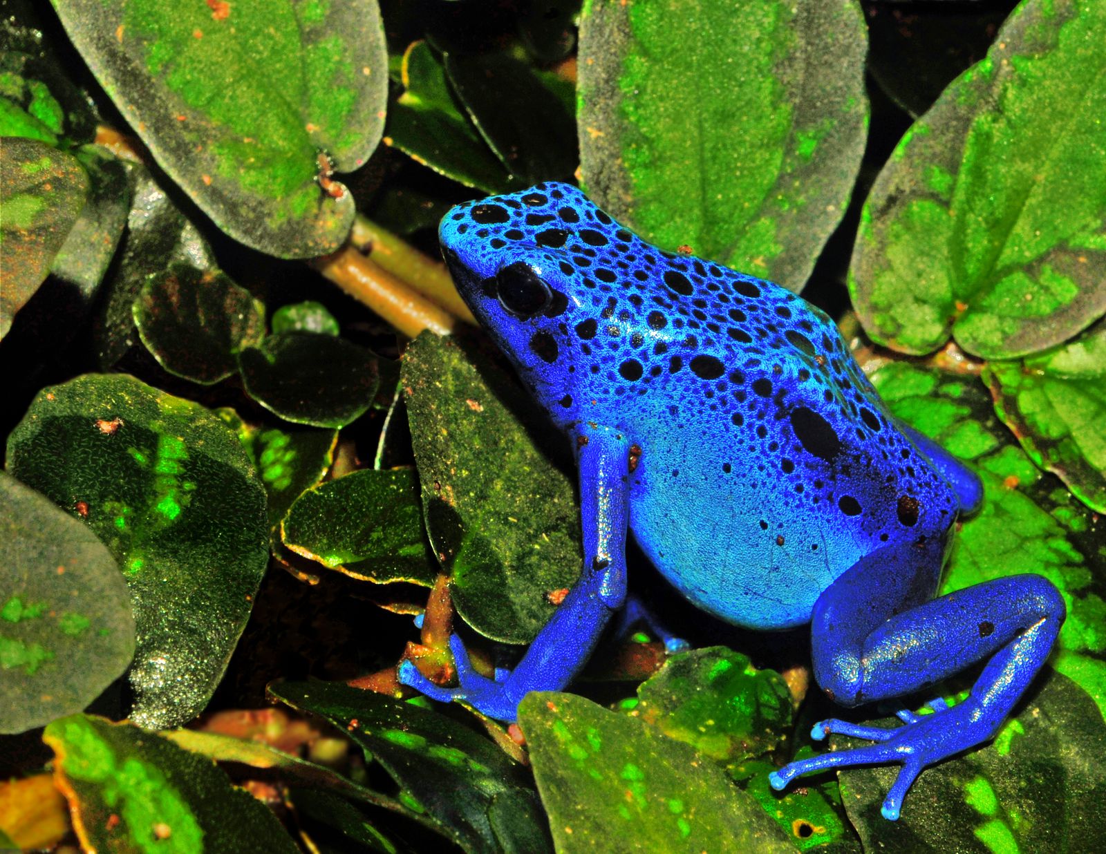 A brilliant blue poison dart frog with black spots sitting on a dark leaf