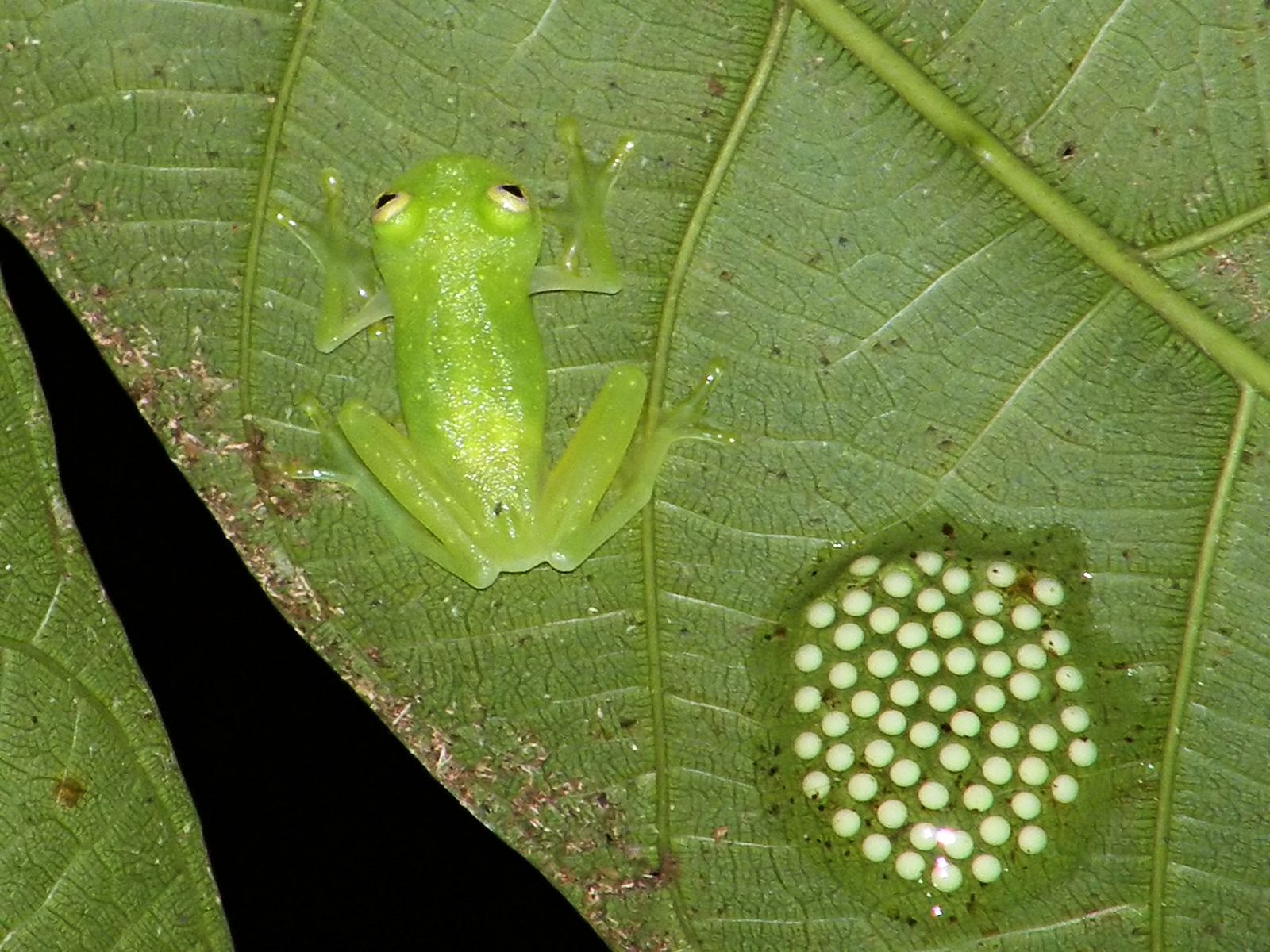 A translucent green glass frog on a leaf beside its clutch of eggs, with internal organs faintly visible through the skin