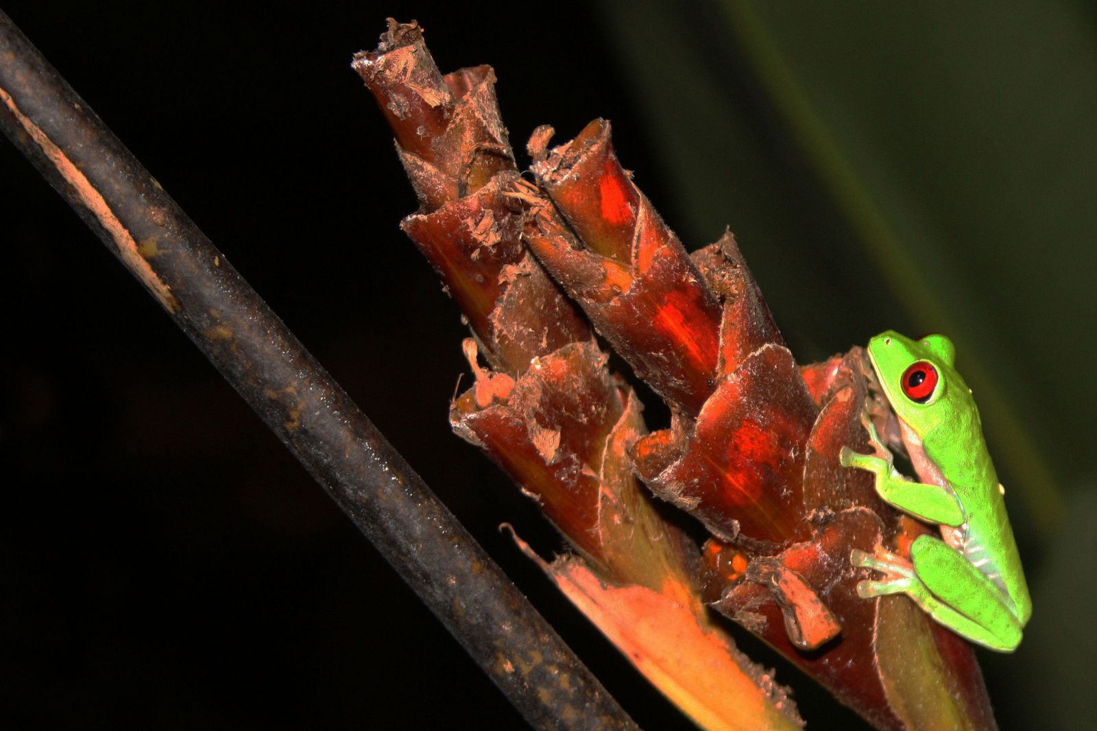A red-eyed tree frog perched on a red bromeliad flower at night