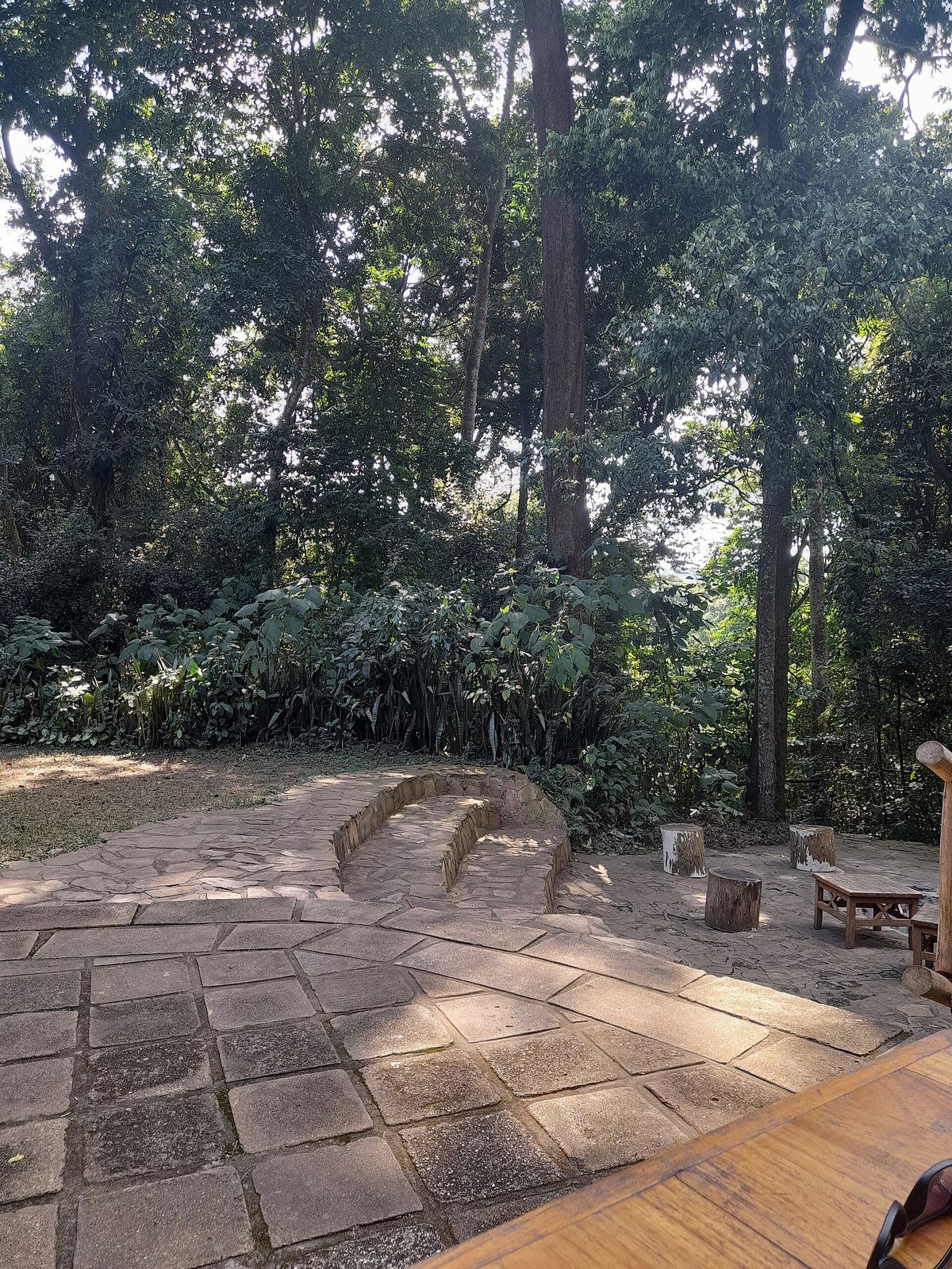 An open clearing at a rainforest lodge with seating, surrounded by tall jungle trees
