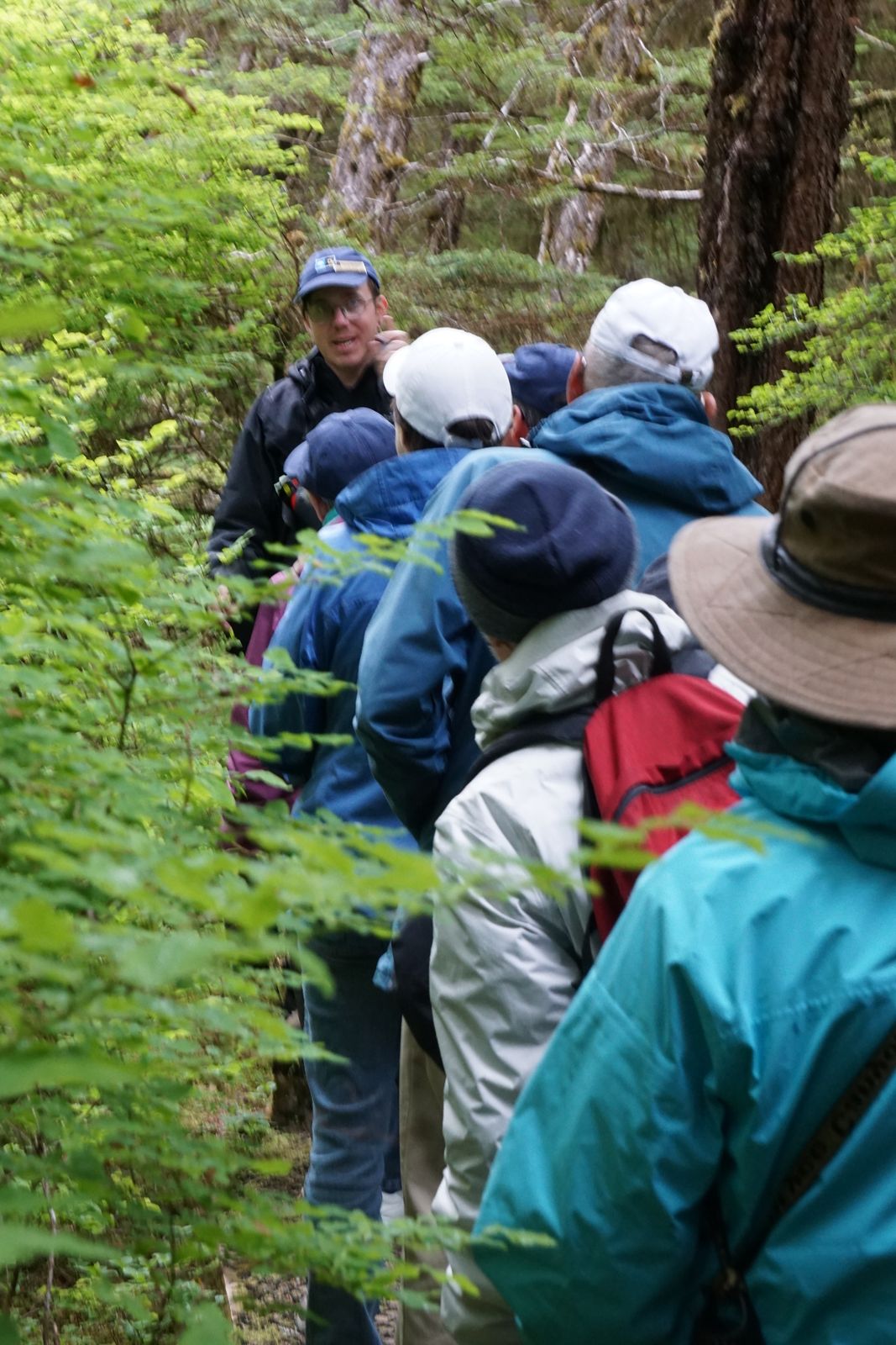 A guided group of hikers walking single file along a rainforest trail