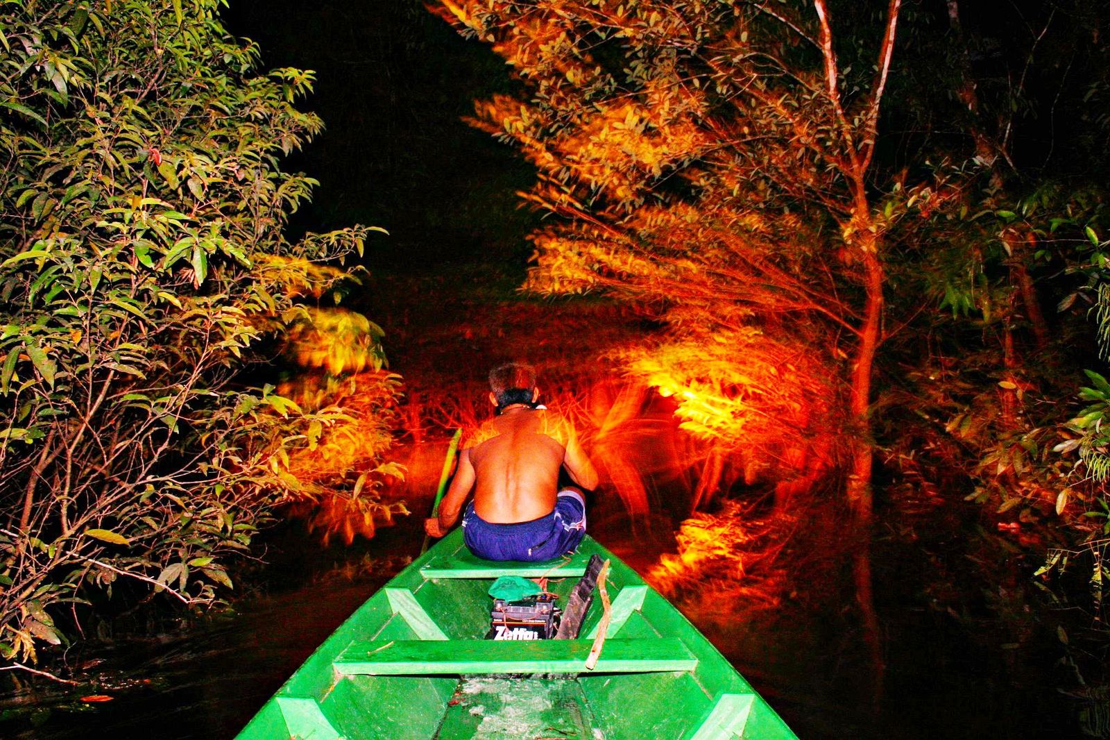 Night Walks in the Rainforest