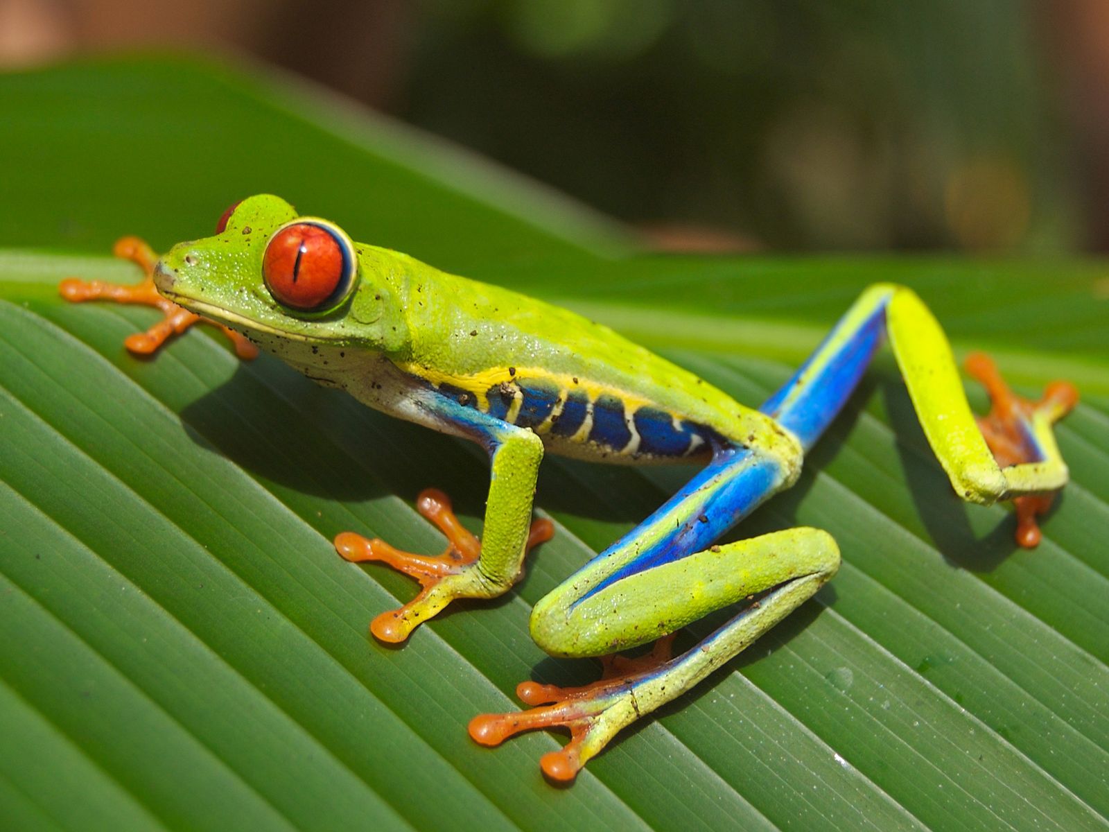 A red-eyed tree frog clinging to a leaf at night, its bright red eyes and orange feet visible in torchlight