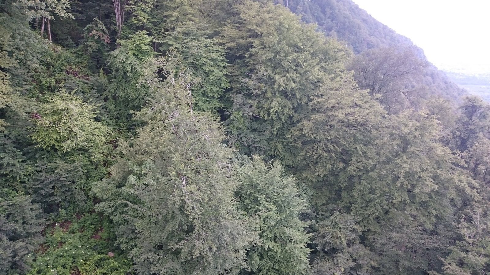 A small jungle cabin lit by lantern light at night, surrounded by dark forest