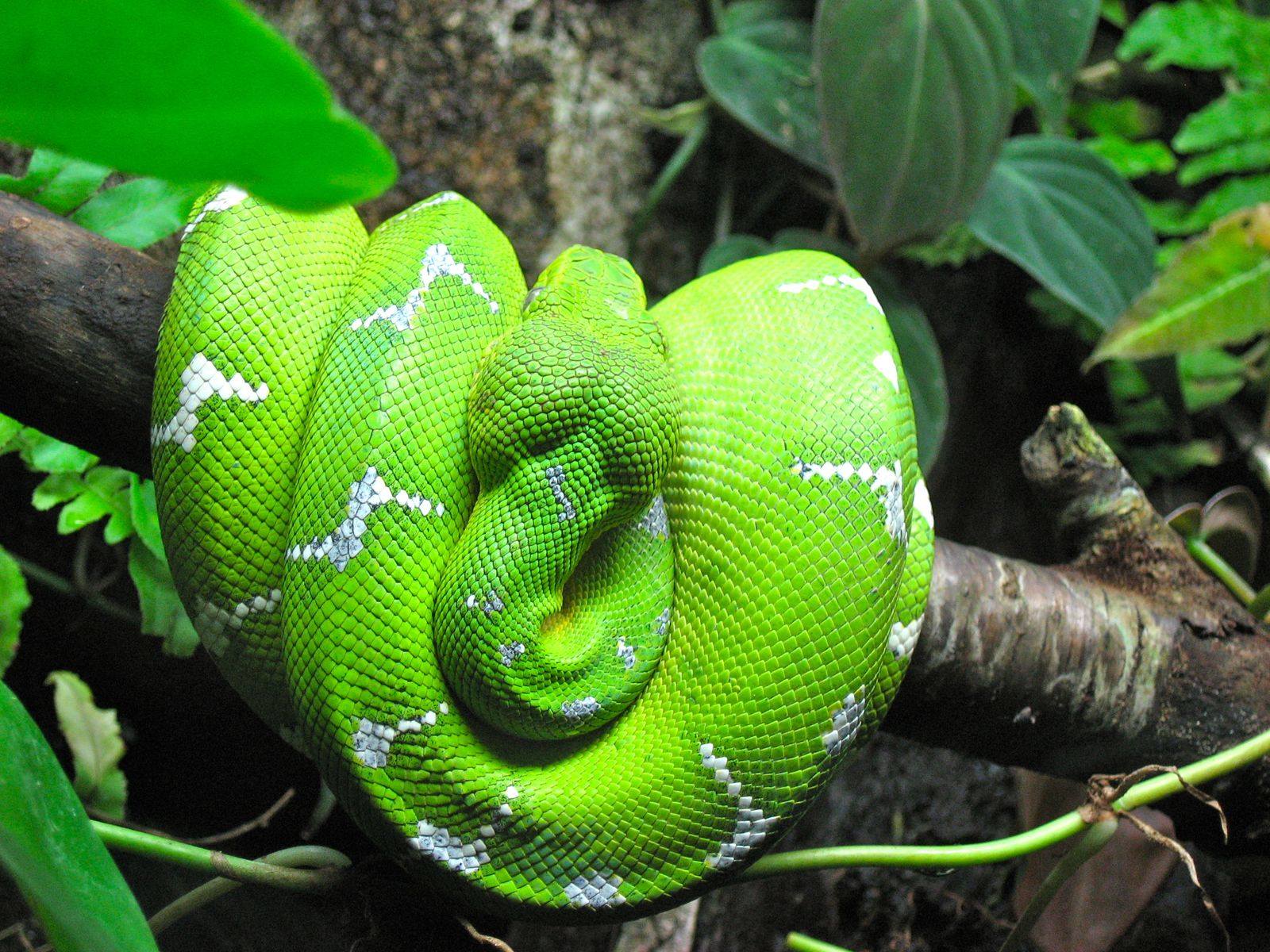 Snakes of the Jungle