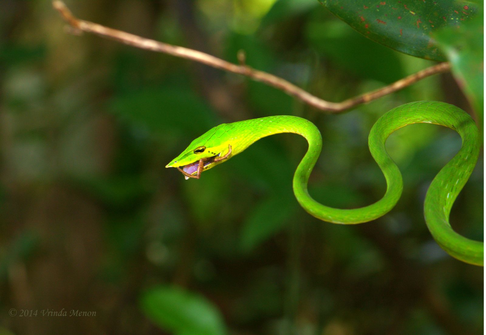 A slender bright green vine snake stretched between branches, mimicking a vine