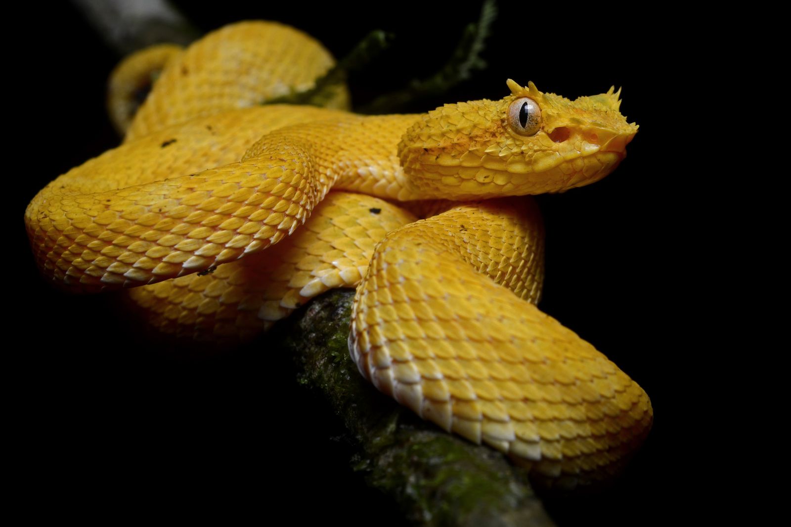 A golden eyelash viper coiled on a mossy branch, showing the raised scales over its eyes