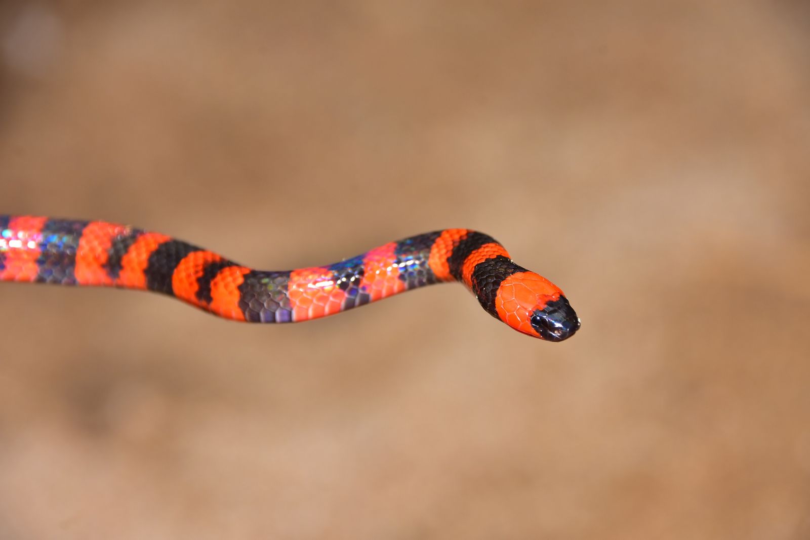 A brightly banded red, black and blue coral snake on sandy ground