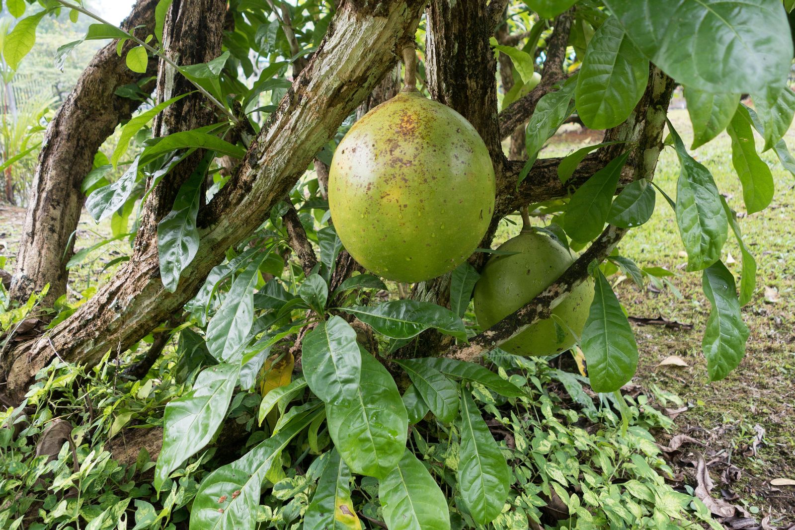 An unfamiliar green tropical fruit ripening on the branch in the forest