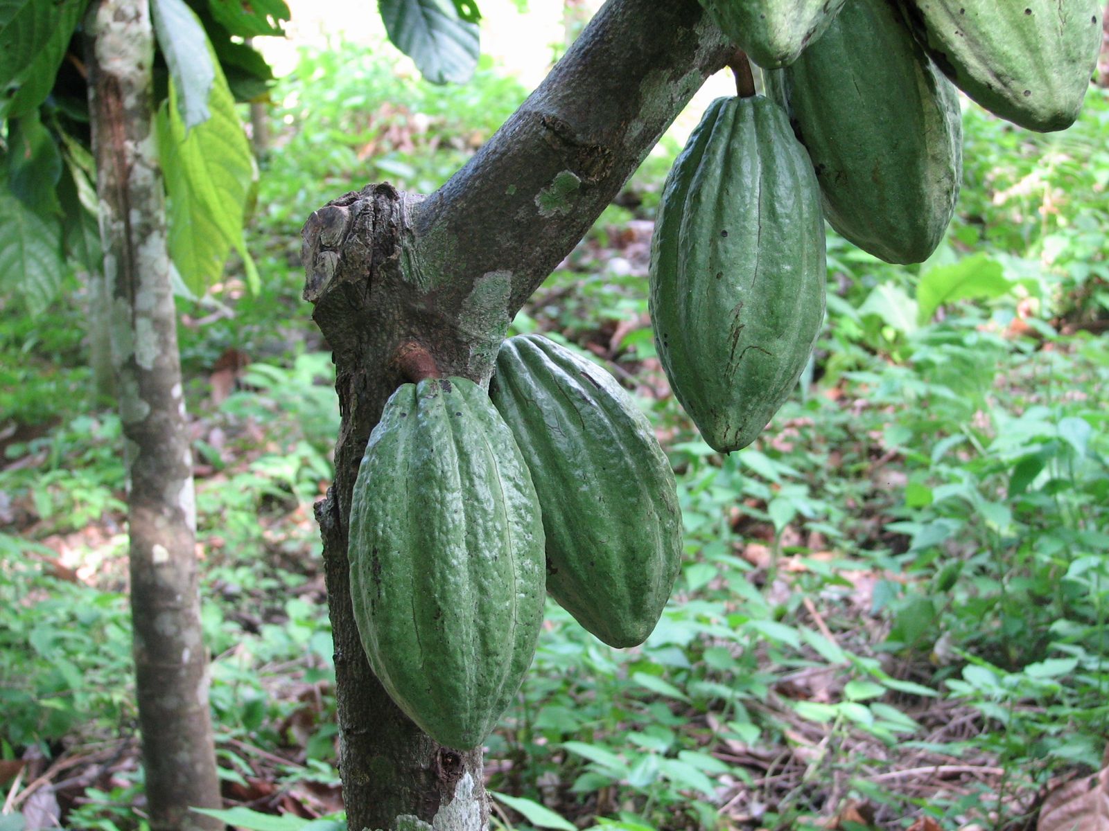 Green and ripening cacao pods growing directly from the trunk of a cacao tree