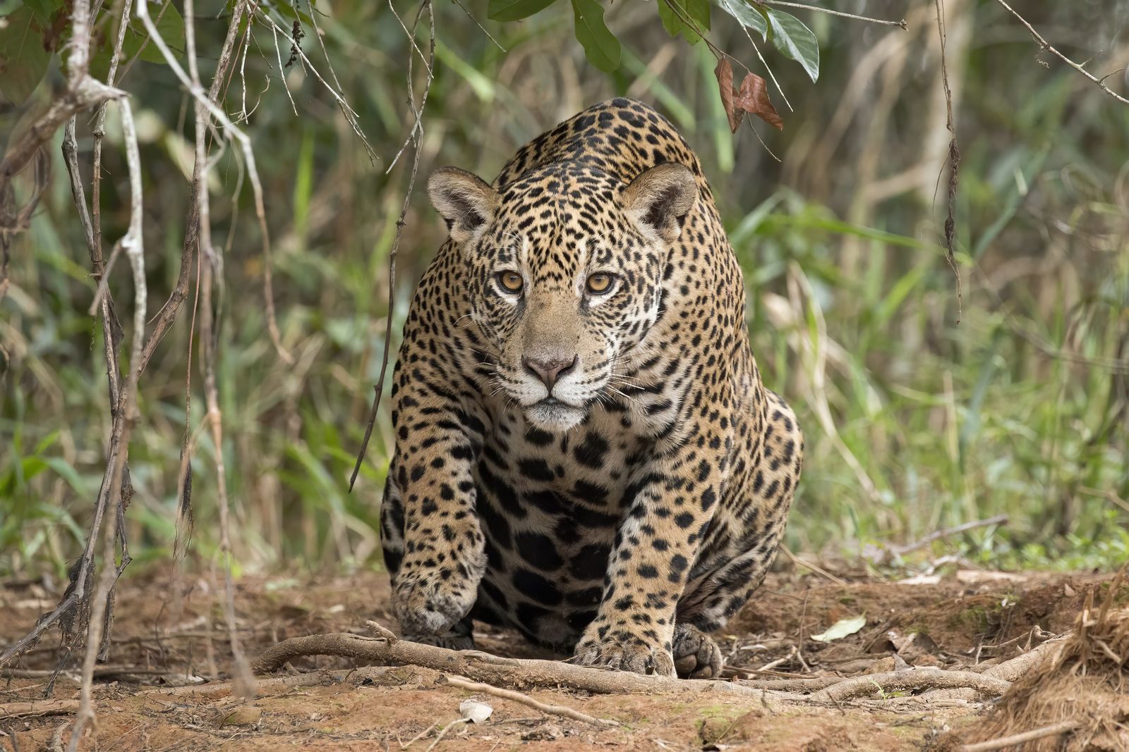 Where to See Jaguars in the Wild