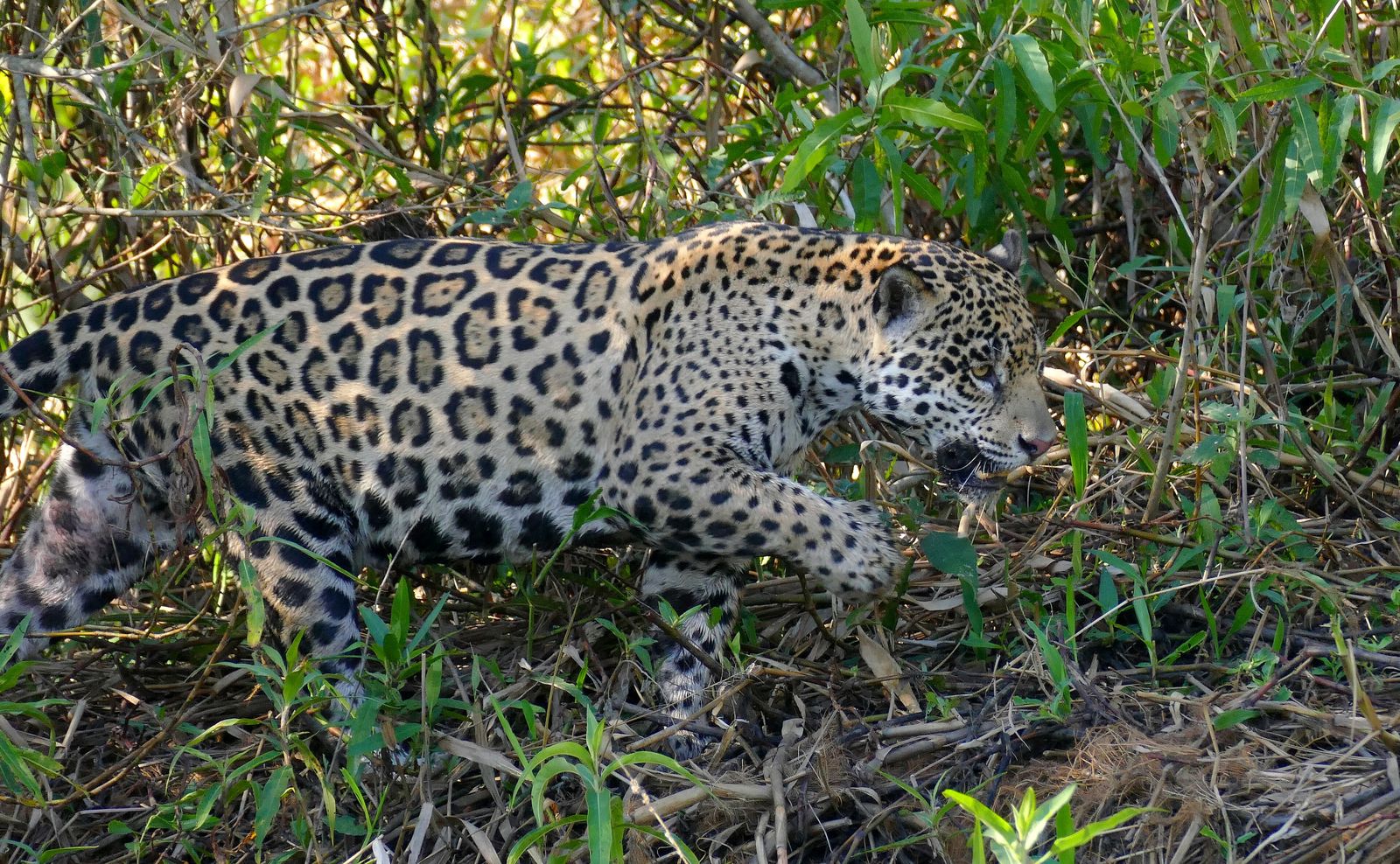 A wild jaguar walking along a river bank in the Pantanal, reflected in the water