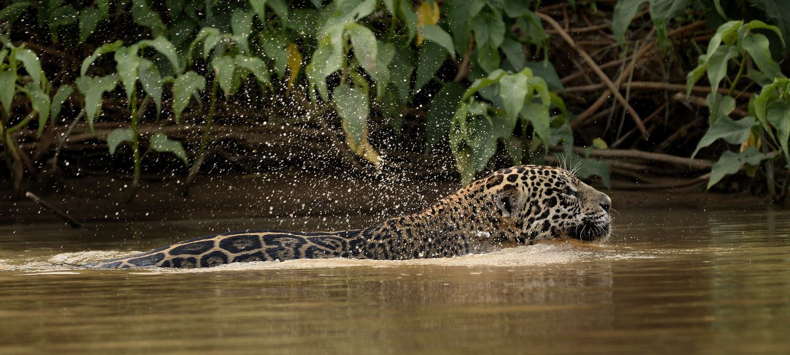 A jaguar swimming across a river in the Pantanal, only its head and back above the water