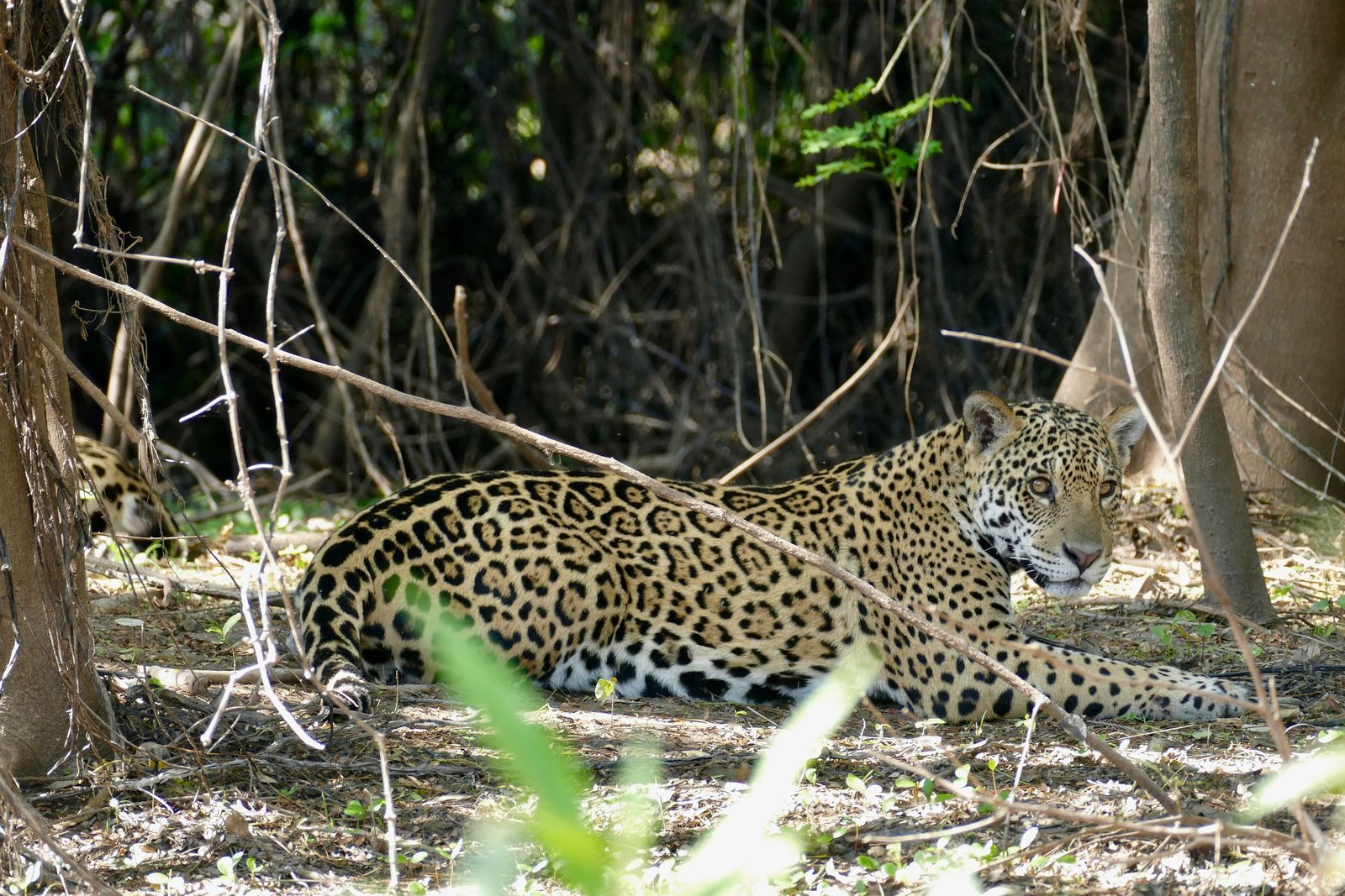 A jaguar resting in the shade of riverside vegetation