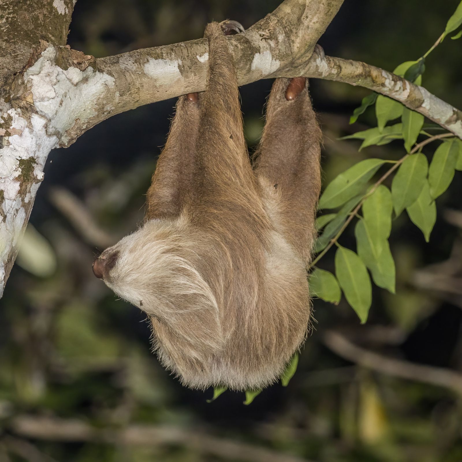 A sloth hanging from a branch, gripping with its long curved claws